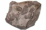 Ordovician Trilobite Mortality Plate - Tafraoute, Morocco #370553-1